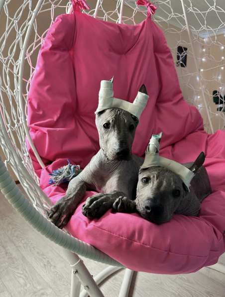 Продаются щенки Мексиканская голая от титулованных родителей в Пятигорске фото 3