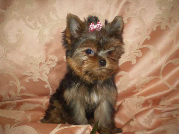 Йорочка подрощенная Мини девочка бэби фейс в Москве фото 9