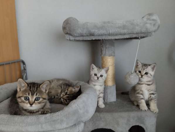 Süße und wunderschöne BKH Kitten anzugeben в фото 5