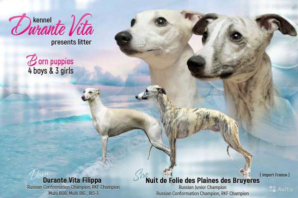 Питомник предлагает щенков уиппета в Калининграде фото 7
