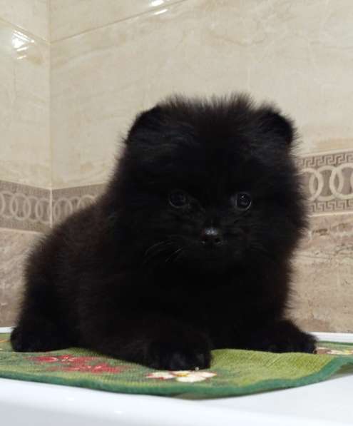 Щенки. Щпиц в Калининграде фото 3