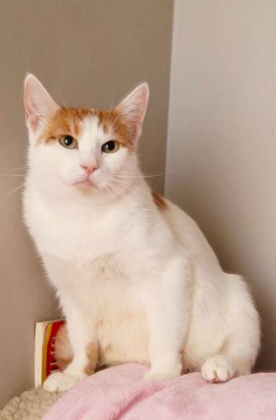 Кошечка Янина - два цвета счастья в добрые руки в Москве фото 19