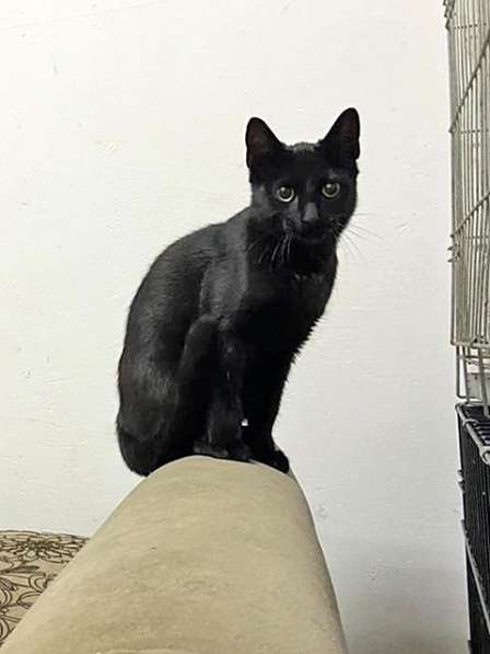 Красавец Бруно, элегантный черный котик в добрые руки в Санкт-Петербурге фото 5