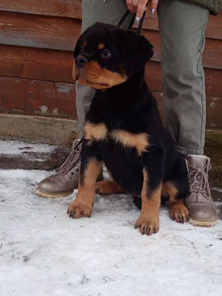 Puppy boy Rottweiler 03.10.2020 в фото 11