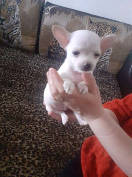 Поодам щенков чихуа в Дмитрове фото 7