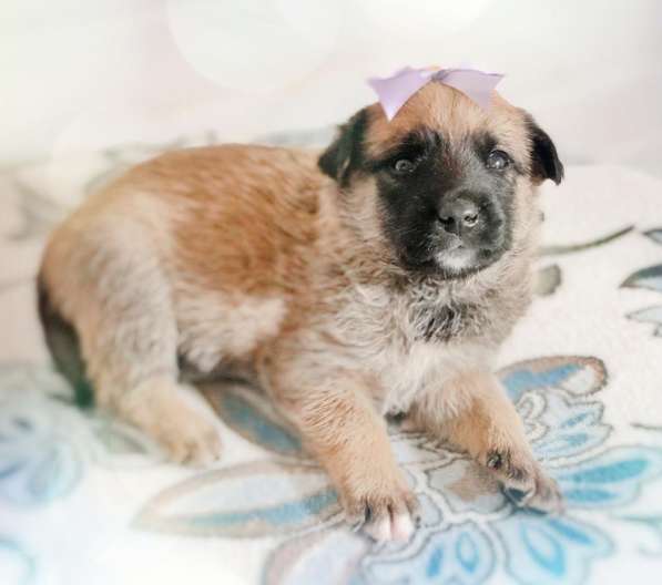 Щенки в дар в Краснодаре фото 24