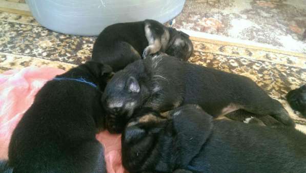 Продаются щенков ВЕО в Евпатории фото 41