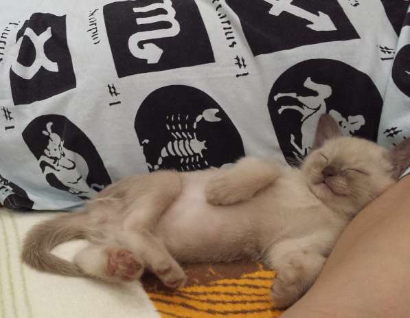 Котята традиционной американской бурмы в Москве фото 12