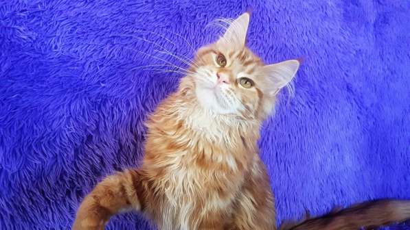 Красотка кремового солидного окраса из питомника Arktur в Тюмени фото 29