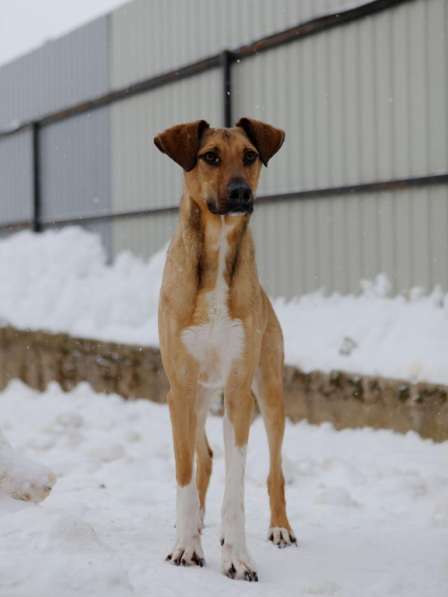 Ищу Дом для Скуби Ду в Москве фото 8