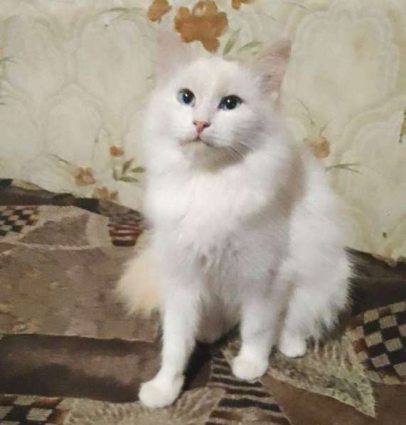 Котенок в добрые руки. Голубоглазая Снежка в Пензе фото 7