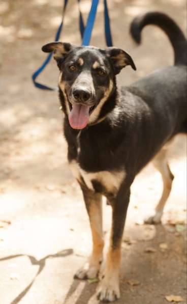 Молодой и нежный Блэк ищет семью в Москве фото 11