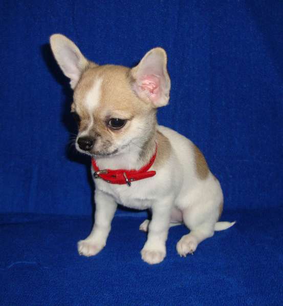 Красавчик чихуахуа в фото 9
