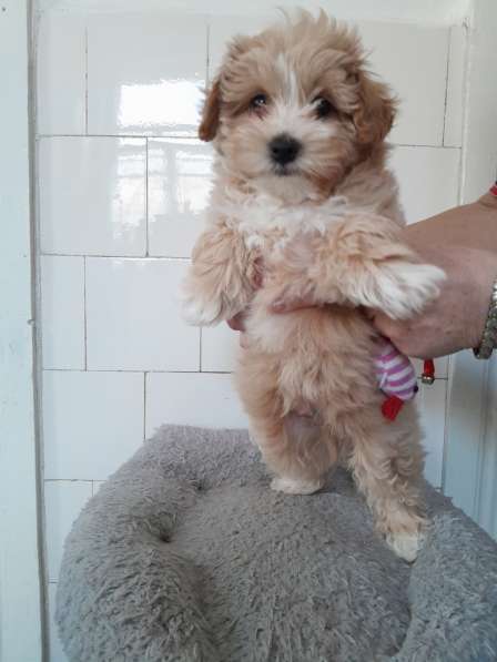 Maltipoo F - 1. Boy в фото 3