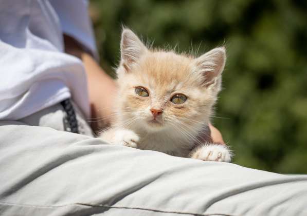 Космические глаза. Котенок Тутта в Москве