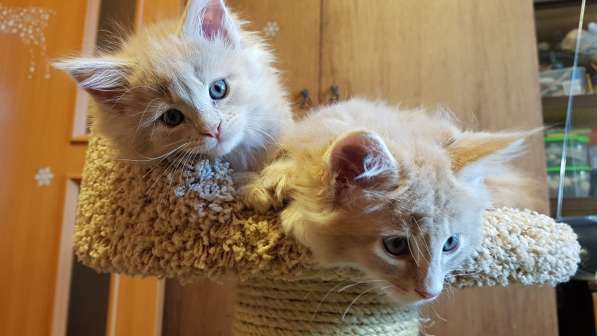 Продаётся красная девочка мейн-кун в Санкт-Петербурге фото 64