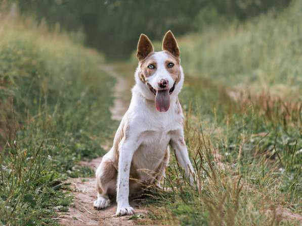Красавица Апельсинка, молодая очень добрая собака в дар в Москве фото 5