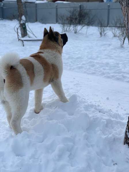 Акита в Ростове-на-Дону фото 20