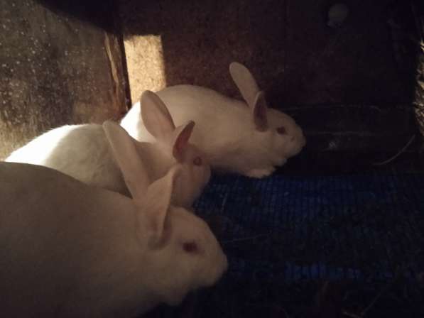 Продам кроликов породы паннон в фото 4