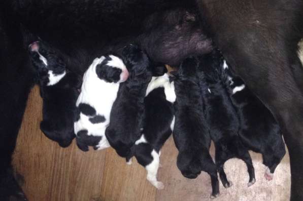 Щенки алабая в Крымске фото 10