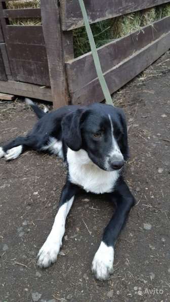 Отдаю собаку в добрые руки в Саратове фото 22