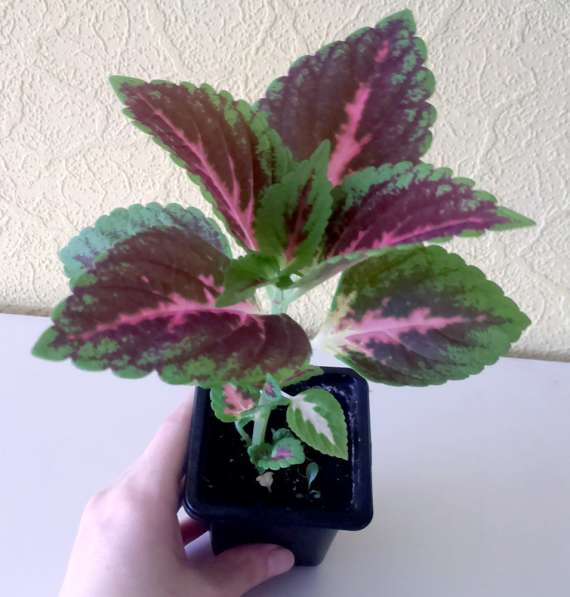 Колеус в Екатеринбурге