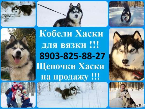 Черно-белые голубоглазые щеночки Хаски !!!!