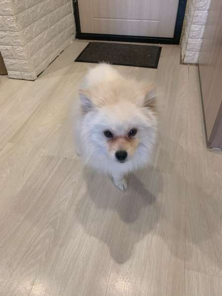 Продаётся шпиц в Москве фото 5