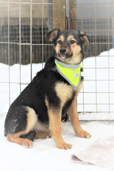 Чудесная малышка Бэмби ищет семью! в Москве фото 14