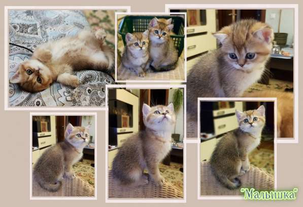 Британские золотые шиншиллы в Подольске фото 11