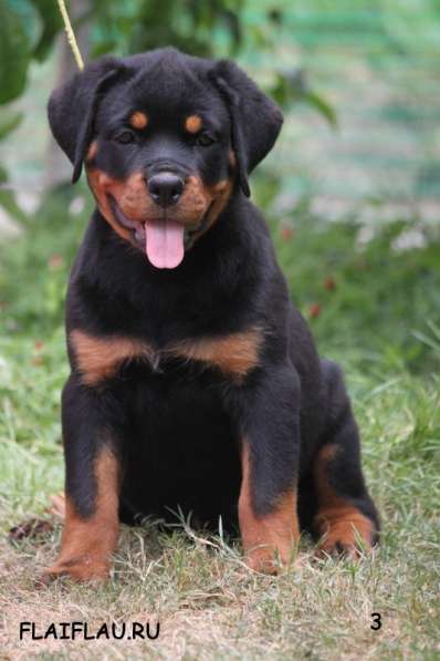 Ротвейлер мальчик топ-класса в Самаре фото 7