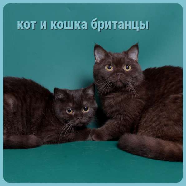 Котята разных пород и окрасов, алиментные котята в Москве фото 3