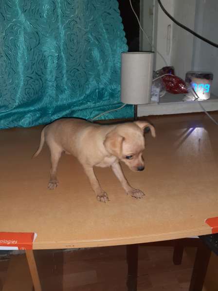 Той терьер щенки в Москве фото 10