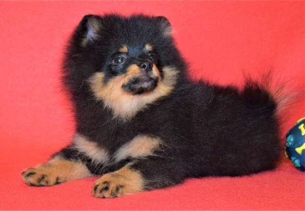 Красавчик в Москве фото 9