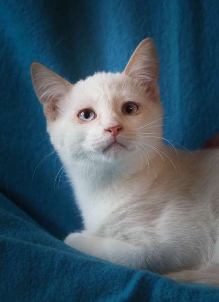 Ищем добрые руки для маленьких котят в Москве фото 3