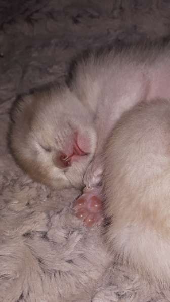 Бурманские котята в Санкт-Петербурге фото 4