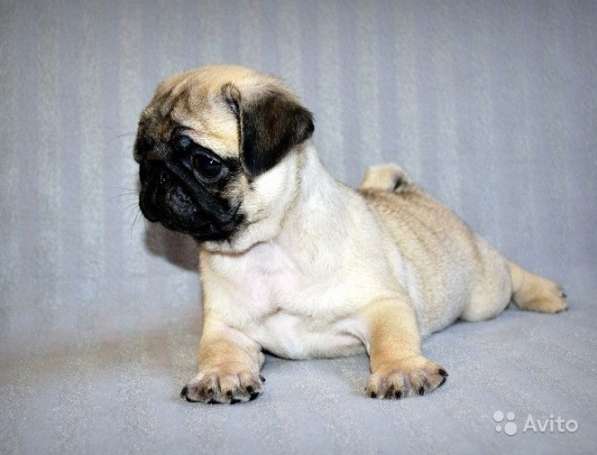 Щенки мопса в Самаре, РКФ в Самаре фото 12