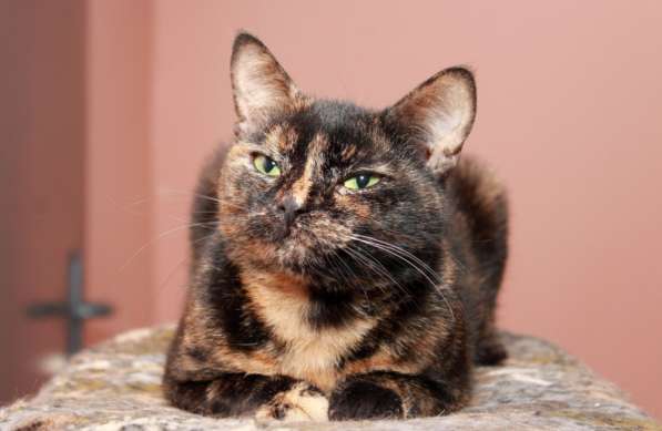 Котенок в добрые руки. Крошка пеструшка