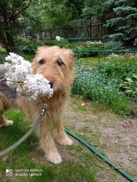 Мухтар ищет семью в Москве фото 24