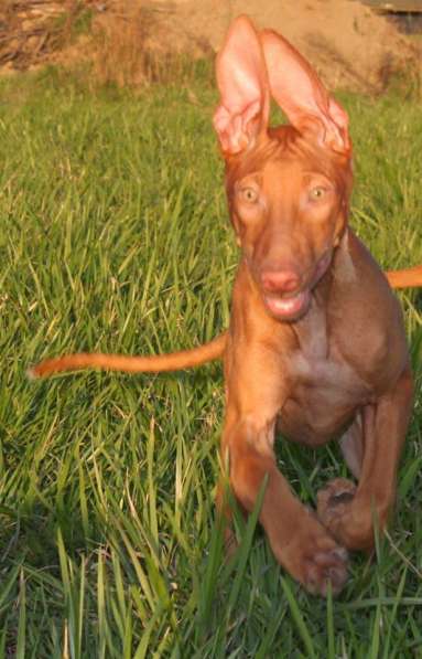 Щенки Фараоновой собаки в Санкт-Петербурге фото 22