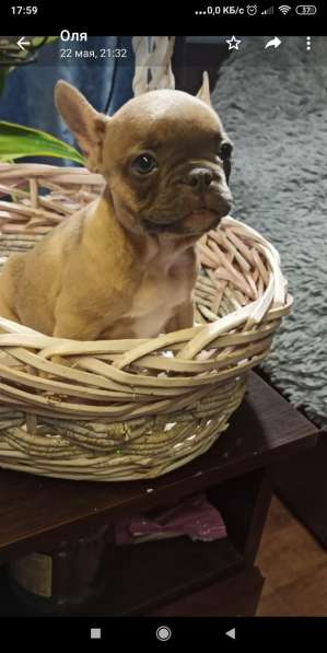 Голубые щенки французского бульдога в Калининграде фото 7