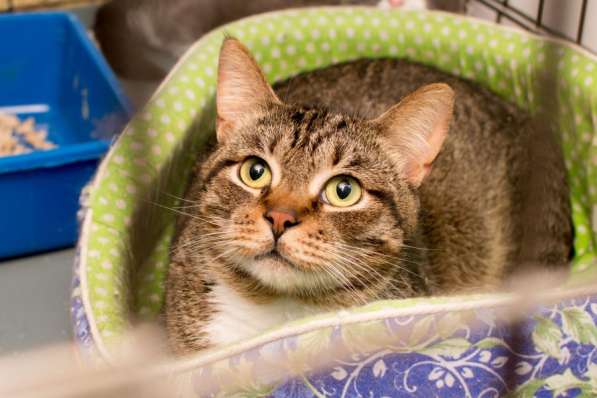 Кот Чук ждёт самых замечательных хозяев