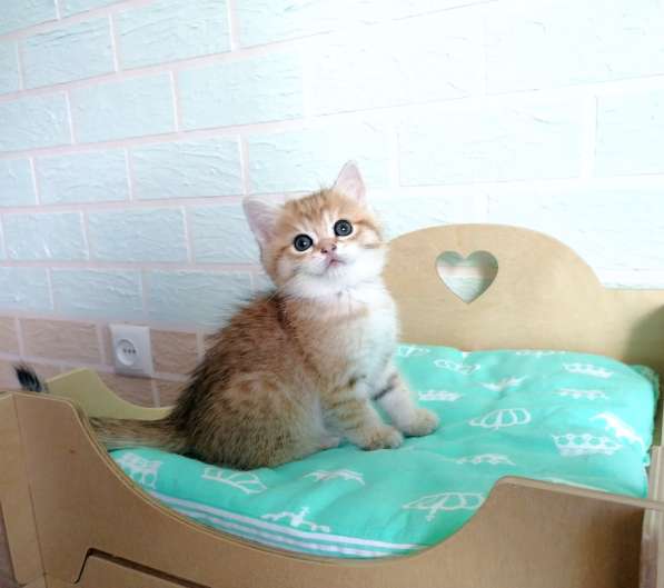 Золотые шиншилки в фото 7