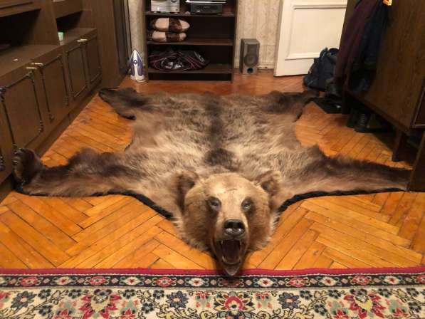 Шкура медведя в Москве фото 5