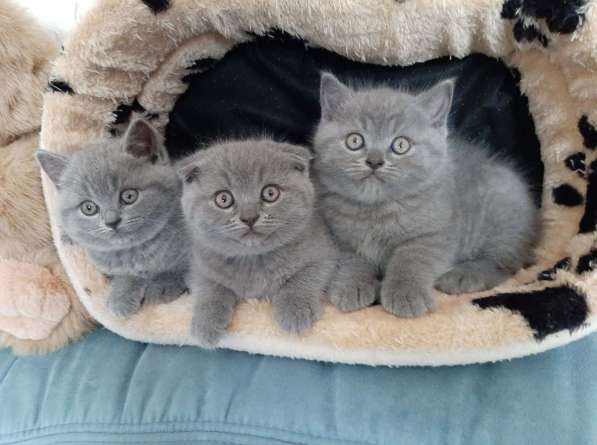 BKH Scottish Fold kitten в фото 6