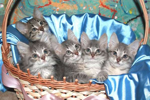 Серые мурлыки, котята в добрые руки в Калуге фото 32