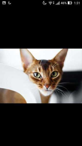 Абиссинскую девочку американских линий в разведение, ищем в Санкт-Петербурге фото 5