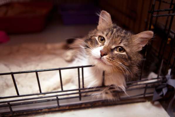 Стойкий Уильям в ожидании любящей семьи в Москве