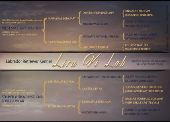 Питомник LIRA VI LAB предлогае щенков в Иркутске фото 22