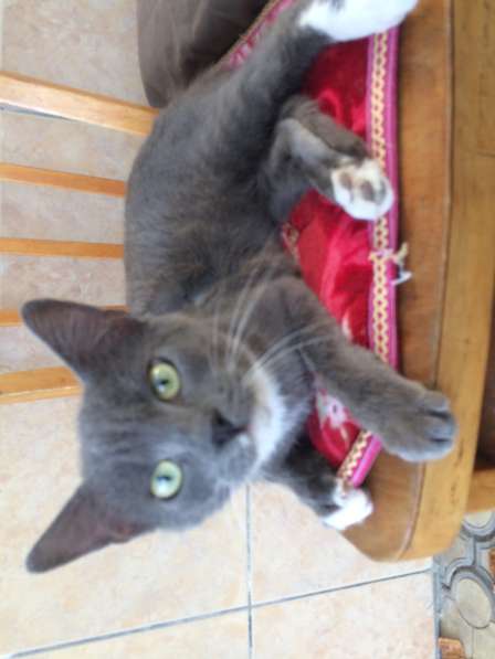 Отдам котят-подростков, девочка и мальчик в Адлере